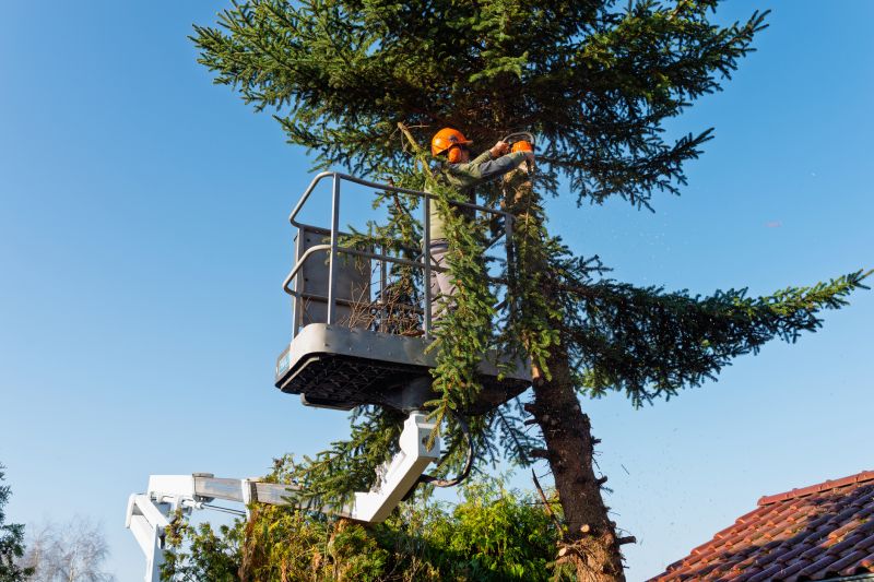 Arborist Tree Service